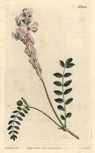 Hedysarum spinosissimum subsp. capitatum (scepterblomstret hedysarum, Hedysarum capitatum). Håndfarvet kobberstik af F. Sansom Jr. efter en illustration af Sydenham Edwards fra William Curtis