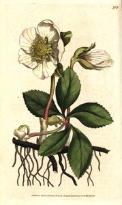 Hellebore (ellebore) noir ou rose de Noel - Julerose eller sort hellebore, Helleborus niger. Håndfarvet kobberstik efter en botanisk illustration af Sydenham Edwards fra William Curtis