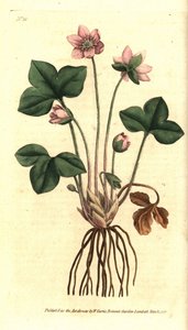 Hepatisk, ædel eller tre-lappet hepatisk anemone - Hepatica eller ædel leverurt, Anemone hepatica. Håndfarvet kobberstik efter en botanisk illustration af Sydenham Edwards fra William Curtis