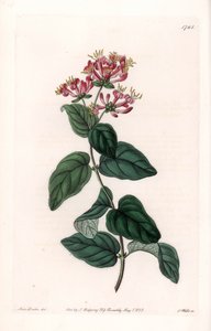 Herb variete - Plade graveret af S.Watts, fra en illustration af Sarah Anne Drake (1803-1857), fra Botanical Register of Sydenham Edwards (1768-1819), England af Sydenham Teast Edwards