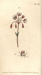 Hermafroditblomst med syv pistilla, Heptagynia, Septas capensis. Håndfarvet kobberstik af F. Sansom af en botanisk illustration af Sydenham Edwards til William Curtis