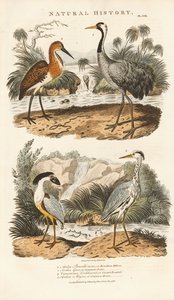 Hejrer og traner i deres vådområdehabitater af Sydenham Teast Edwards