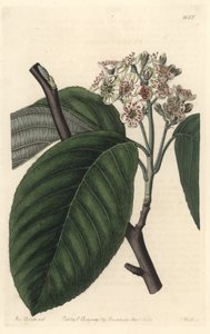 Himalaya-bjergaske - S. Watts Strong Water fra en illustration af Sarah Anne Drake (1803-1857), fra det botaniske register af Sydenham Teast Edwards