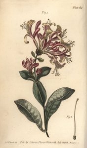 Honeysuckle, Lonicera caprifolium, Monogynia. Håndfarvet kobberstik af F. Sansom af en botanisk illustration af Sydenham Edwards til William Curtis