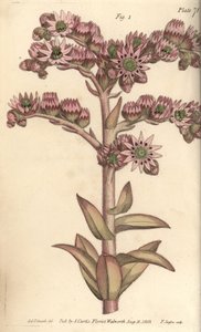 Husporre, Sempervivum tectorum, Dodecagynia, hermafroditblomst med 12 pistill. Håndfarvet kobberstik af F. Sansom af en botanisk illustration af Sydenham Edwards til William Curtis
