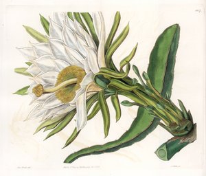 Hylocereus-blomst, variant af epifytiske kaktus - Plade indgraveret af S.Watts, fra en illustration af Sarah Anne Drake (1803-1857), fra Botanical Register of Sydenham Edwards (1768-1819), England af Sydenham Teast Edwards