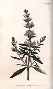 Isop eller officiel isop. Farvet kobberstik, illustration af Sydenham Edwards (1768-1819) til Conferences of Botanical, Botanical Garden of Lambeth (England) af Sydenham Teast Edwards
