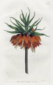 Imperial Fritillary eller Imperial Crown - Litografi af Sydenham Edwards (1768-1819), plade fra William Curtis