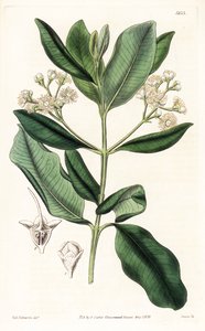 Indian Wood - Bay rom træ, Pimenta racemosa (vildt nelliker træ, Myrcia acris), hjemmehørende i Caribien. Håndfarvet kobberstik af Swan efter en illustration af Sydenham Edwards fra Samuel Curtis