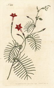 Ipomee quamoclite eller quamoclite pennee eller ipomee et rødt blad - Cypresvin eller vingebladede ipomoea, Ipomoea quamoclit. Håndfarvet kobberstik af Sansom efter en illustration af Sydenham Edwards fra William Curtis