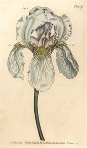 Iris florentina, Iris germanica nothovar. Håndfarvet kobberstik af F. Sansom af en botanisk illustration af Sydenham Edwards til William Curtis