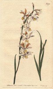 Ixia har hvide, gule og orange årer. Nodding blomstret Ixia med hvide, orange og gule årerede blomster. Ixia radiata. Håndkoloreret kobberstik fra en botanisk illustration af Sydenham Edwards fra William Curtis
