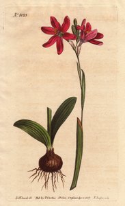 Ixia pink. af den sydafrikanske liljefamilie, beskrevet med løg og blade. Rose farvet ixia, en smuk lyserød blomst af liljefamilien fra Sydafrika, vist med løg og blade til venstre. Ixia latifolia (Ixia capillaris). Håndfarvet kobberplade en af Sydenham Teast Edwards