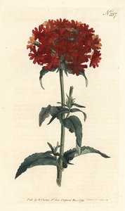 Jerusalem Cross - Brændende kærlighed, Silene chalcedonica (Scarlet lychnis, Lychnis chalcedonica). Håndfarvet kobberstik af Sansom efter en illustration af Sydenham Edwards fra William Curtis