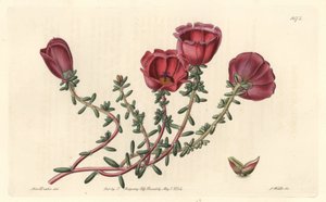 Storblomstret portulak eller elleve-timers ridder, hjemmehørende i Chile - S. Watts stærkt vand fra en illustration af Sarah Anne Drake (1803-1857), fra det botaniske register