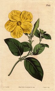 Stor lys gul savanneblomst, hjemmehørende i Jamaica og Santo Domingo. Større savanneblomst med levende gul blomst, hjemmehørende i savannerne på Jamaica og St. Domingo. Echites suberecta. Håndfarvet kobberstik fra en botanisk illustration