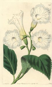 Storblomster cordia - storblomstret cordia, Cordia grandiflora. Håndfarvet kobberstik af S. Watts efter en illustration af M. Hart fra Sydenham Edwards
