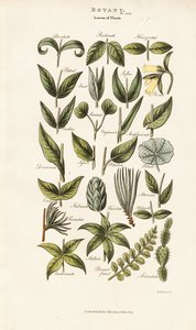 Bladformer og arrangementer af Sydenham Teast Edwards