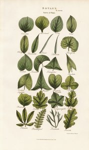 Bladformer i botanisk morfologi af Sydenham Teast Edwards