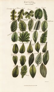 Bladkanter og strukturer i botanisk morfologi af Sydenham Teast Edwards