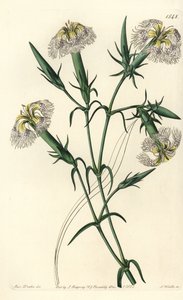 Libanonnellike (art i fare) - Pink af Libanon, Dianthus libanotis. Truede arter. Håndfarvet kobberstik af S. Watts efter en illustration af Miss Sarah Drake fra Sydenham Edwards