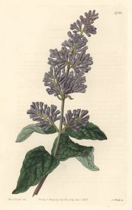 Syren af Ungarn - Stærkt vand af S. Watts fra en illustration af Sarah Anne Drake (1803-1857), fra det botaniske register af Sydenham Teast Edwards