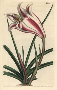 Lily Variete - Cape coast lilje, Crinum ornatum (Amaryllis ornata). Håndfarvet kobberstik af F. Sansom Jr. efter en illustration af Sydenham Edwards fra William Curtis