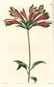 Inkalilje eller Peru (alstroemere eller alstroemerie) - Peruviansk lilje, Alstroemeria pulchella (papegøje alstroemeria, Alstroemeria psittacina). Håndfarvet kobberstik af S. Watts efter en illustration af M. Hart fra Sydenham Edwards