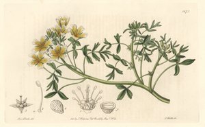Limnanthe, oprindeligt fra Californien - S. Watts Strong Water fra en illustration af Sarah Anne Drake (1803-1857), fra det botaniske register af Sydenham Teast Edwards