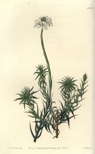 Langbladet sphenotoma, Sphenotoma capitatum. Håndfarvet kobberstik af S. Watts efter en illustration af Miss Sarah Drake fra Sydenham Edwards