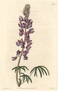 Lupin med smalle blade - Stærkt vand af S. Watts fra en illustration af Sarah Anne Drake (1803-1857), fra det botaniske register af Sydenham Teast Edwards