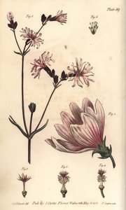 Mallow, Malva sylvestris, Monadelphia af Sydenham Teast Edwards