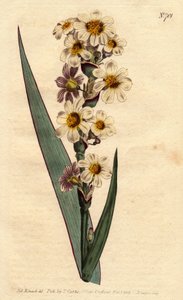 Marica har hvide, gule stribede blomster og lilla linjer. Stribet blomstret marica med hvide, gule og renstribede blomster. Marica striata. Håndfarvet kobberstik fra en botanisk illustration af Sydenham Edwards fra William Curtis