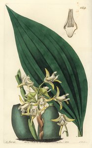 Maxillaria palmifolia orkidé (Bleg gul maxillaria, Maxillaria decolor). Håndkoloreret kobberstik af S. Watts efter en illustration af M. Hart fra Sydenham Edwards