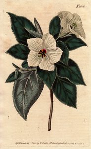 Melhania Saint Helena med hvide blomster.St. Helena Rødt træ med hvide blomster. Melhania erythroxylon. Håndfarvet kobberstik fra en botanisk illustration af Sydenham Edwards fra William Curtis