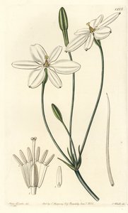 Mexican Star - Mexicansk stjerne eller snehvid milla, Milla biflora. Håndfarvet kobberstik af S. Watts efter en illustration af Miss Sarah Drake fra Sydenham Edwards