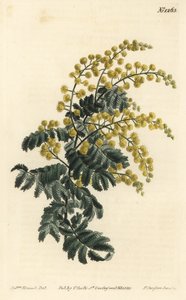 Mimosa - Dunet, Acacia pubescens, sårbar (Hårstammet mimosa, Mimosa pubescens). Håndfarvet kobberstik af F. Sansom Jr. efter en illustration af Sydenham Edwards fra William Curtis