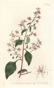 Myggeblomst eller mexicansk lopezia, Lopezia racemosa. Håndfarvet kobberstik af Sansom efter en illustration af Sydenham Edwards fra William Curtis