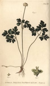 Moskusrod, Adoxa moschatellina, Tetragynia, blomst 1 og pistilla 2,3. Håndfarvet kobberstik af F. Sansom af en botanisk illustration af Sydenham Edwards til William Curtis