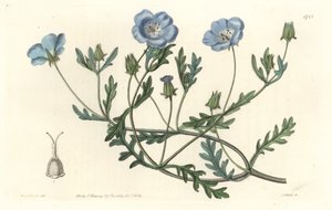 Namophile maculee, oprindeligt fra Californien - Water forte af S. Watts fra en illustration af Sarah Anne Drake (1803-1857), fra det botaniske register af Sydenham Teast Edwards