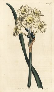 Narcissus en buket - bundtblomstret påskelilje, Narcissus tazetta (Bleg-cupped white garden narcissus; Narcissus orientalis) - Håndfarvet kobberstik af F. Sansom Jr. efter en illustration af Sydenham Edwards fra William Curtis