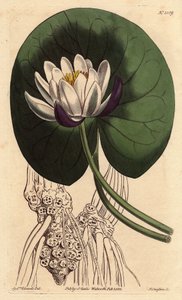 Nenuphar har en stor hvid blomst foran hele sit runde blad. Kopblomstret åkande med stor hvid blomst foran rund liljepude. Nymphaea nitida. Håndfarvet kobberstik fra en botanisk illustration af Sydenham Edwards fra William af Sydenham Teast Edwards
