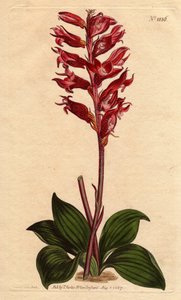 Neottie-orkidé med frostblomst, pink og crimson farve, hjemmehørende i Jamaica. Frostet blomstret neottia, med karmosinrøde og lyserøde blomster, hjemmehørende i Jamaica. Stenorhynchus squamulosus (Neottia orchioides) Håndfarvet kobberstik fra en botanisk  af Sydenham Teast Edwards