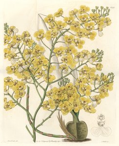 Orkidé (Oncidium ampliatum), med gule blomster, hjemmehørende i New Zealand - Water forte af S. Watts fra en illustration af Sarah Anne Drake (1803-1857), fra det botaniske register af Sydenham Teast Edwards