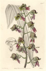 Orchid Catasetum, tofarvede blomster, hjemmehørende i Guyana - Water forte af S. Watts fra en illustration af Sarah Anne Drake (1803-1857), fra det botaniske register af Sydenham Teast Edwards