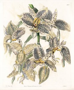 Orchid: Stanhopea sort, neotropical - Plade graveret af S.Watts, fra en illustration af Sarah Anne Drake (1803-1857), fra Botanical Register of Sydenham Edwards (1768-1819), England af Sydenham Teast Edwards