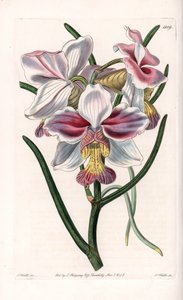 Orkidé: Vanda sort, epifytiske arter i Asien - Plade indgraveret af S.Watts, fra en illustration af Sarah Anne Drake (1803-1857), fra Botanical Register of Sydenham Edwards (1768-1819), England