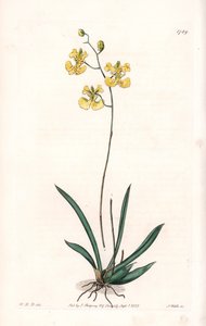 Orchid: Variete Tolumnia guianensis, endemisk til Haiti og Santo Domingo - Plade indgraveret af S.Watts, fra en illustration af Sarah Anne Drake (1803-1857), fra Botanical Register of Sydenham Edwards (1768-1819), England af Sydenham Teast Edwards