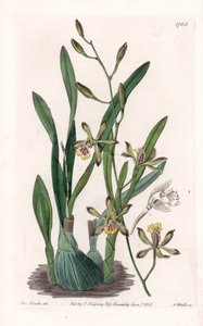 Orchid: epidendre grele - Indgraveret tavle af S.Watts, fra en illustration af Sarah Anne Drake (1803-1857), fra Botanical Register of Sydenham Edwards (1768-1819), England af Sydenham Teast Edwards