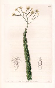 Orkidé: eksotisk sort af Lockhartia - plade indgraveret af S.Watts, fra en illustration af Sarah Anne Drake (1803-1857), fra Botanical Register of Sydenham Edwards (1768-1819), England af Sydenham Teast Edwards
